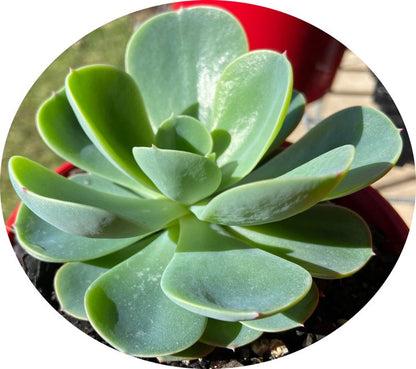 Echeveria Blue Alice with a compact blue-grey rosette