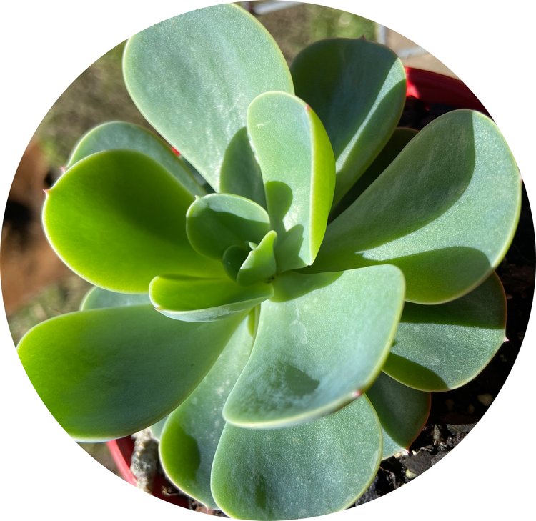  Echeveria Blue Alice rosette succulent plant