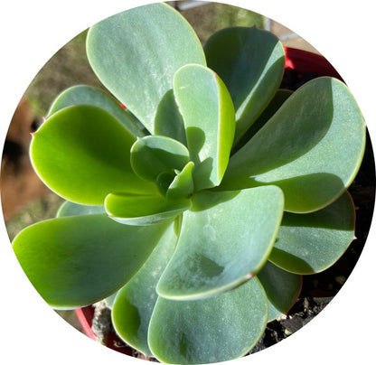  Echeveria Blue Alice rosette succulent plant