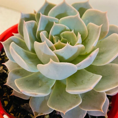 Echeveria Blue Heron pink lavender leaves