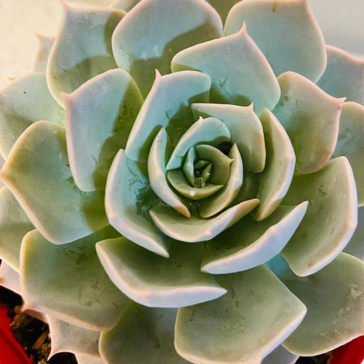  Echeveria Blue Heron rosette