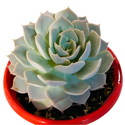 Echeveria Blue Heron blue-green succulent