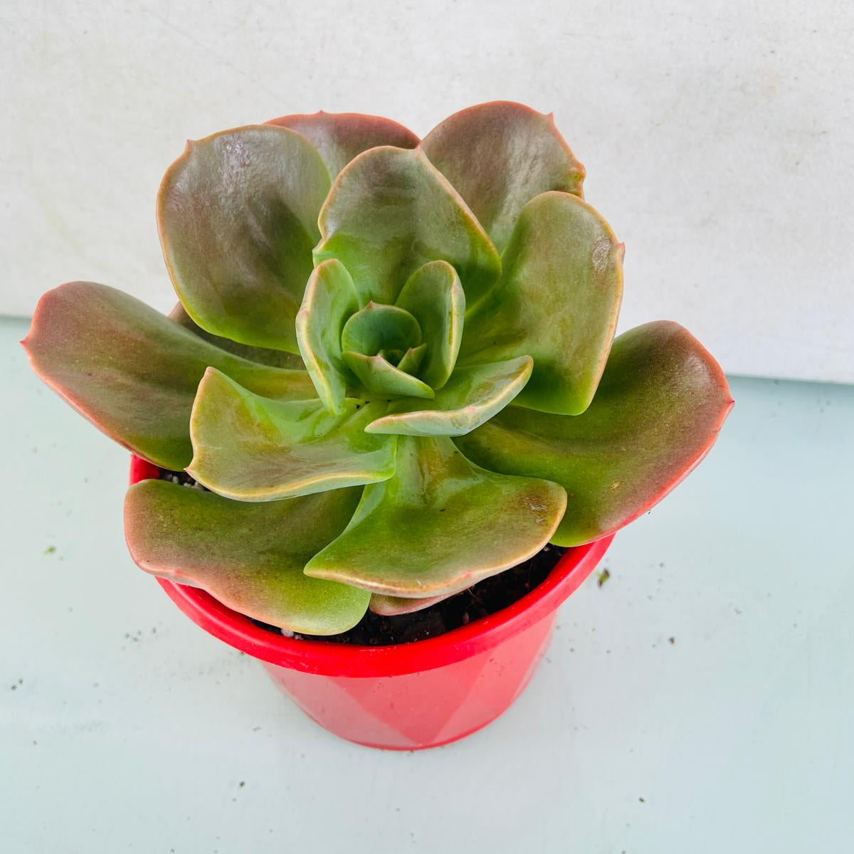 Echeveria Blue Metal succulent in a 130mm nursery pot