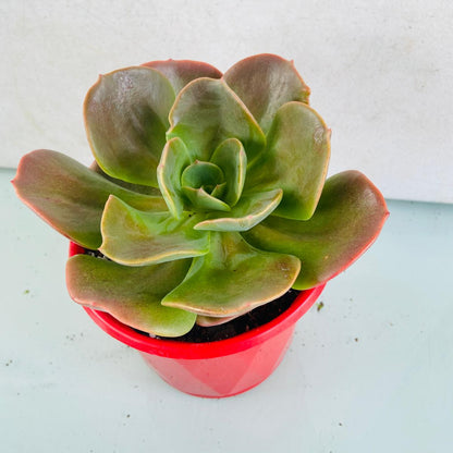 Echeveria Blue Metal succulent in a 130mm nursery pot