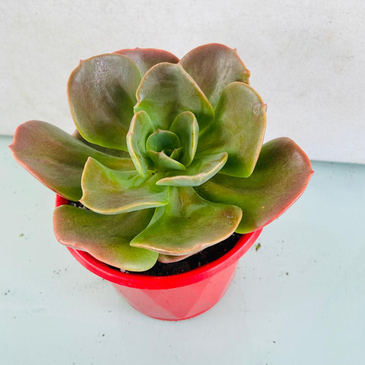 Echeveria Blue Metal succulent in a 130mm nursery pot