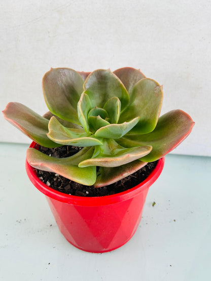 Echeveria Blue Metal with a compact steel-blue rosette