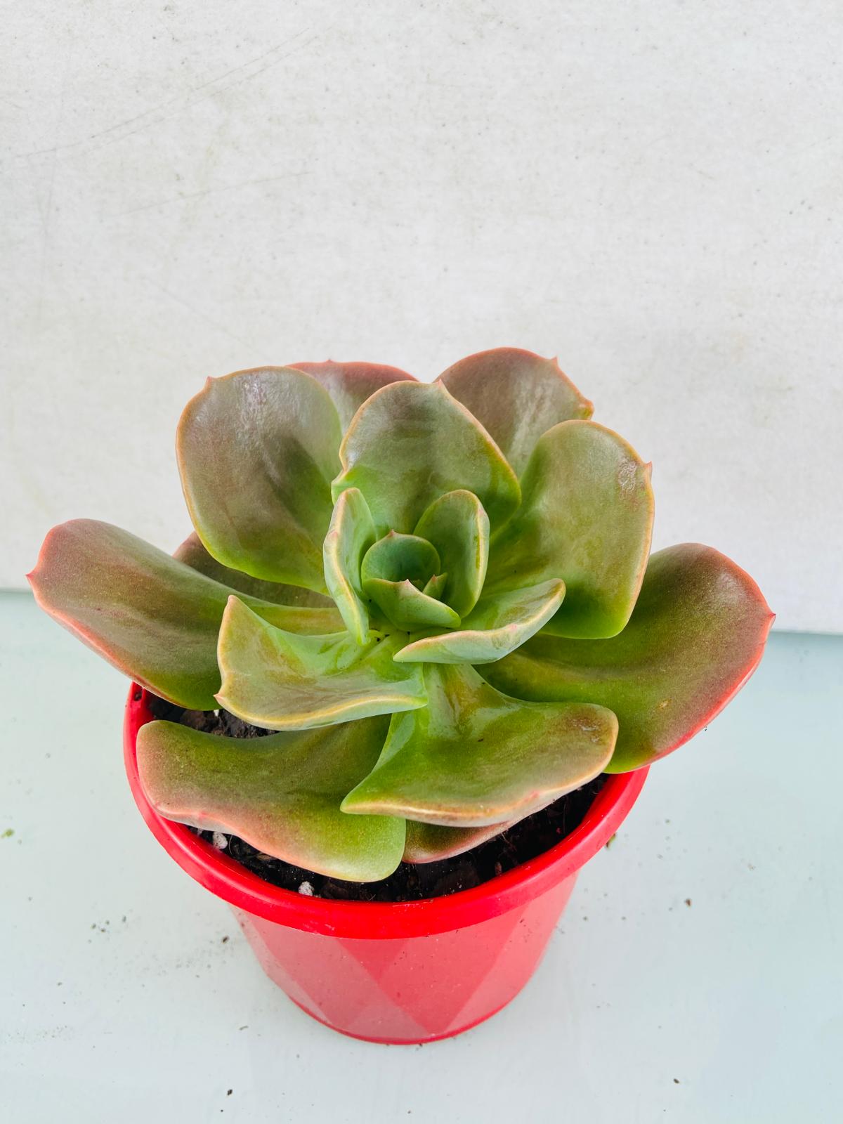 Echeveria Blue Metal rosette succulent plant