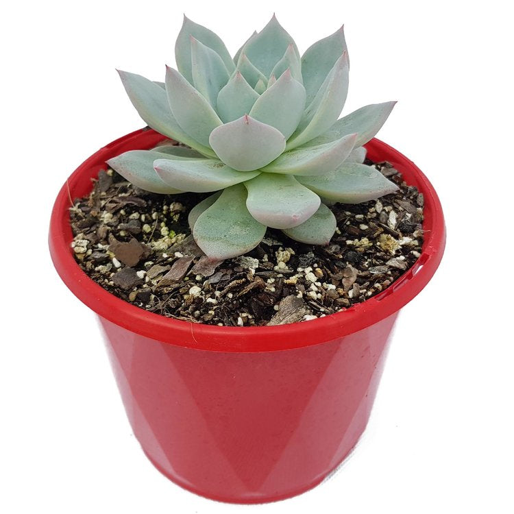 Echeveria Bluebird succulent in a 130mm nursery pot
