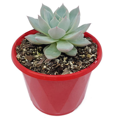 Echeveria Bluebird succulent in a 130mm nursery pot