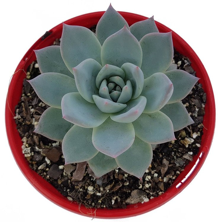 Echeveria Bluebird with a soft silvery-blue rosette
