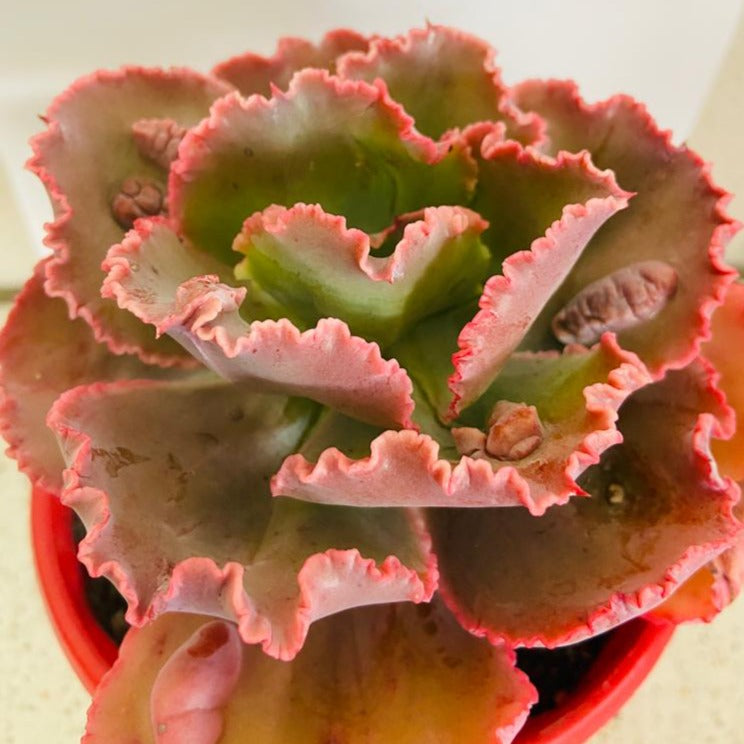 Echeveria Bumps textured succulent in a 130mm nursery pot