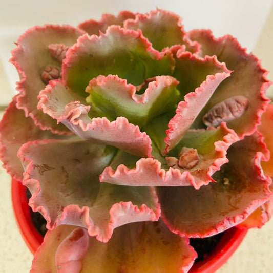 Echeveria Bumps textured succulent in a 130mm nursery pot