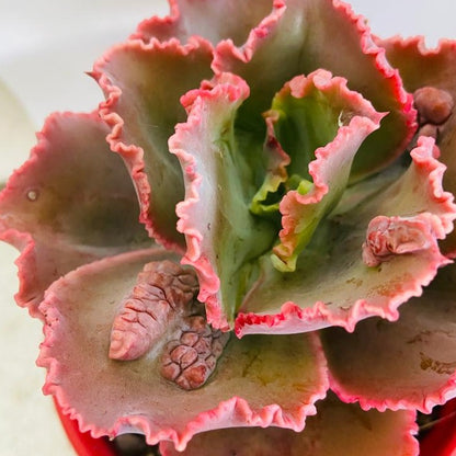 Rare Echeveria Bumps textured succulent for collectors