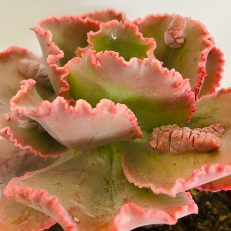 Compact rosette of Echeveria Bumps succulent