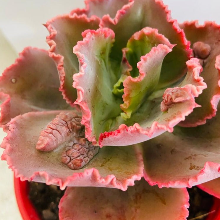 Close-up of the bumpy textured leaves of Echeveria Bumps