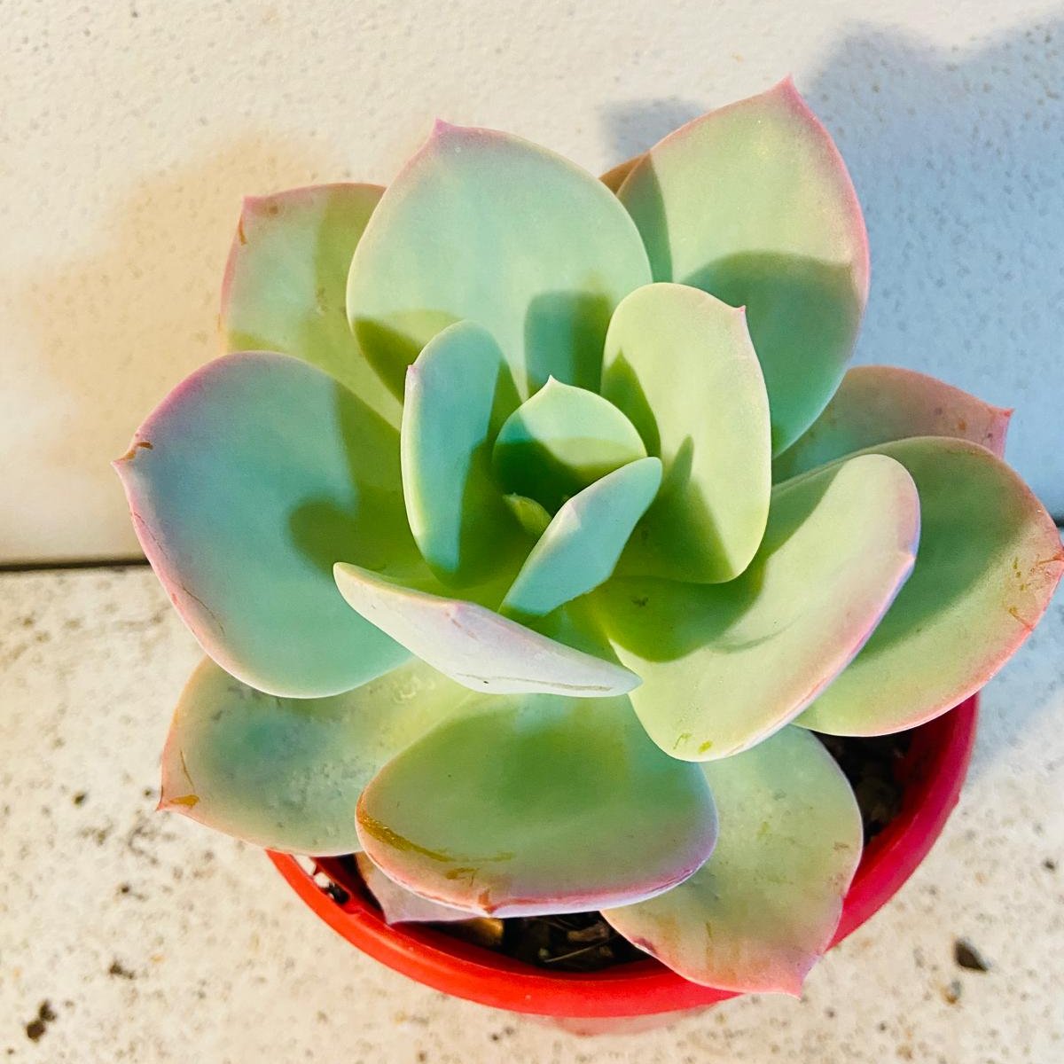 Echeveria Carnicolor succulent in a 130mm nursery pot