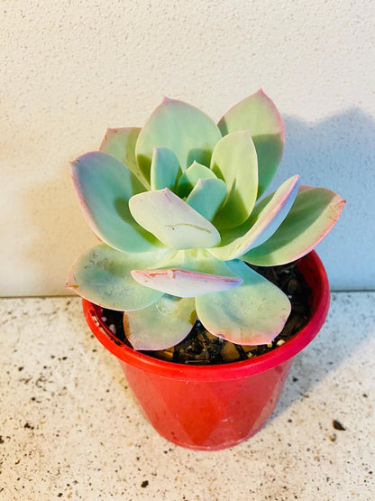 Echeveria Carnicolor succulent for sale in Australia
