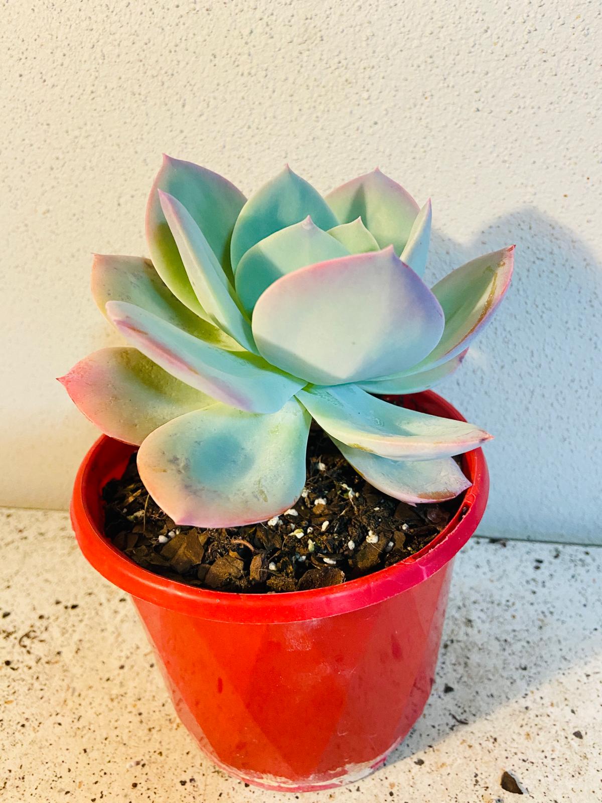 Close-up of green cream pink and purple Echeveria Carnicolor leaves