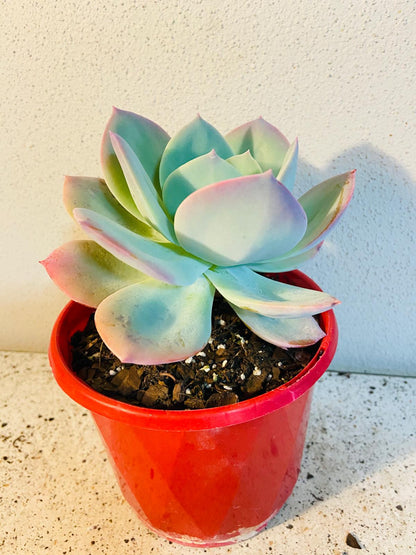 Close-up of green cream pink and purple Echeveria Carnicolor leaves