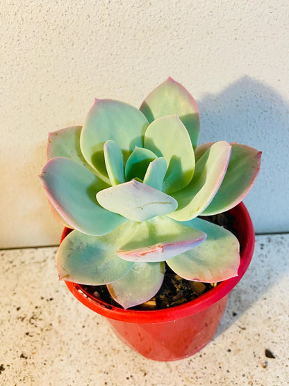 Echeveria Carnicolor with a compact colourful rosette