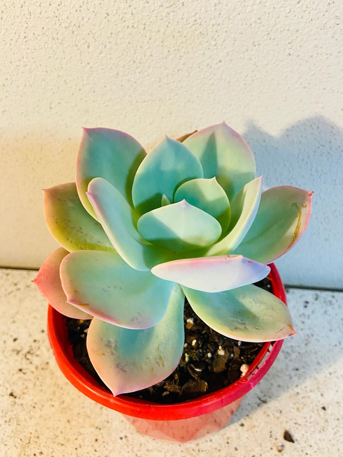 Echeveria Carnicolor rosette succulent plant