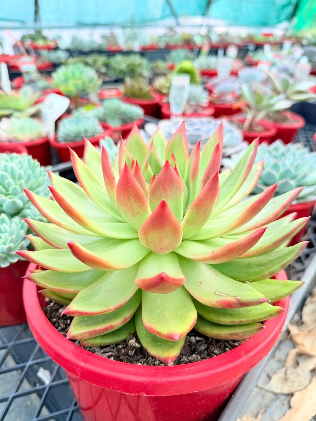 Echeveria Cassini succulent from a 130mm nursery pot