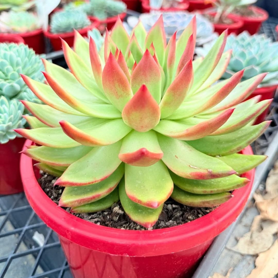 Echeveria Cassini succulent from a 130mm nursery pot