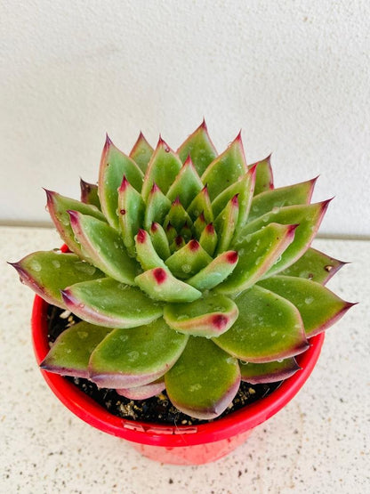 Echeveria Cassini showing pink and red foliage tones