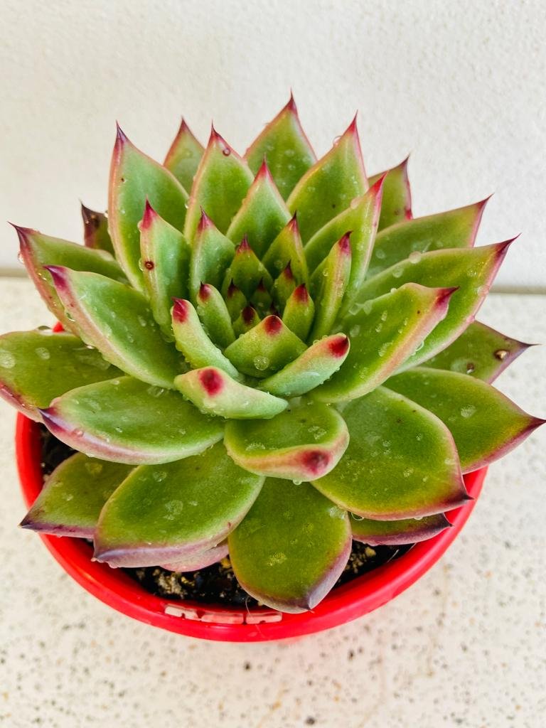 Echeveria Cassini with a compact symmetrical rosette