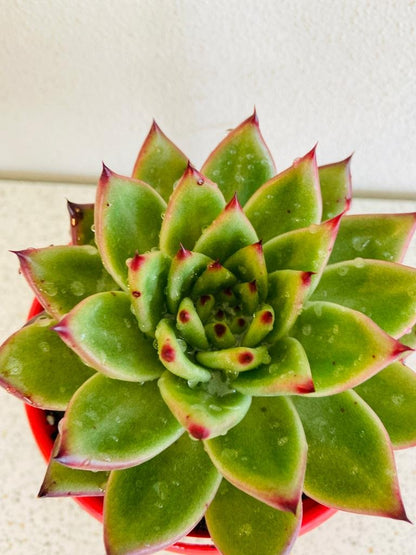 Close-up of Echeveria Cassini rosette leaves