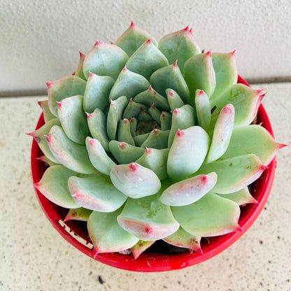Echeveria chihuahuensis Yecora with compact blue-green rosette