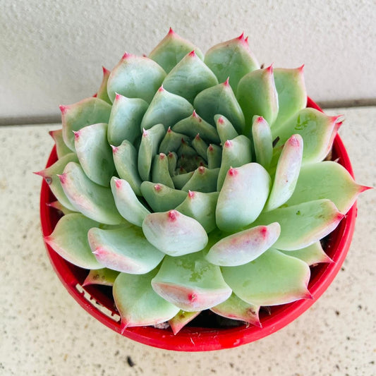 Echeveria chihuahuensis Yecora with compact blue-green rosette