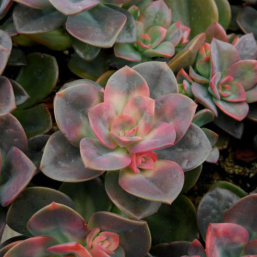 Echeveria ‘Chroma’ colour-changing succulent