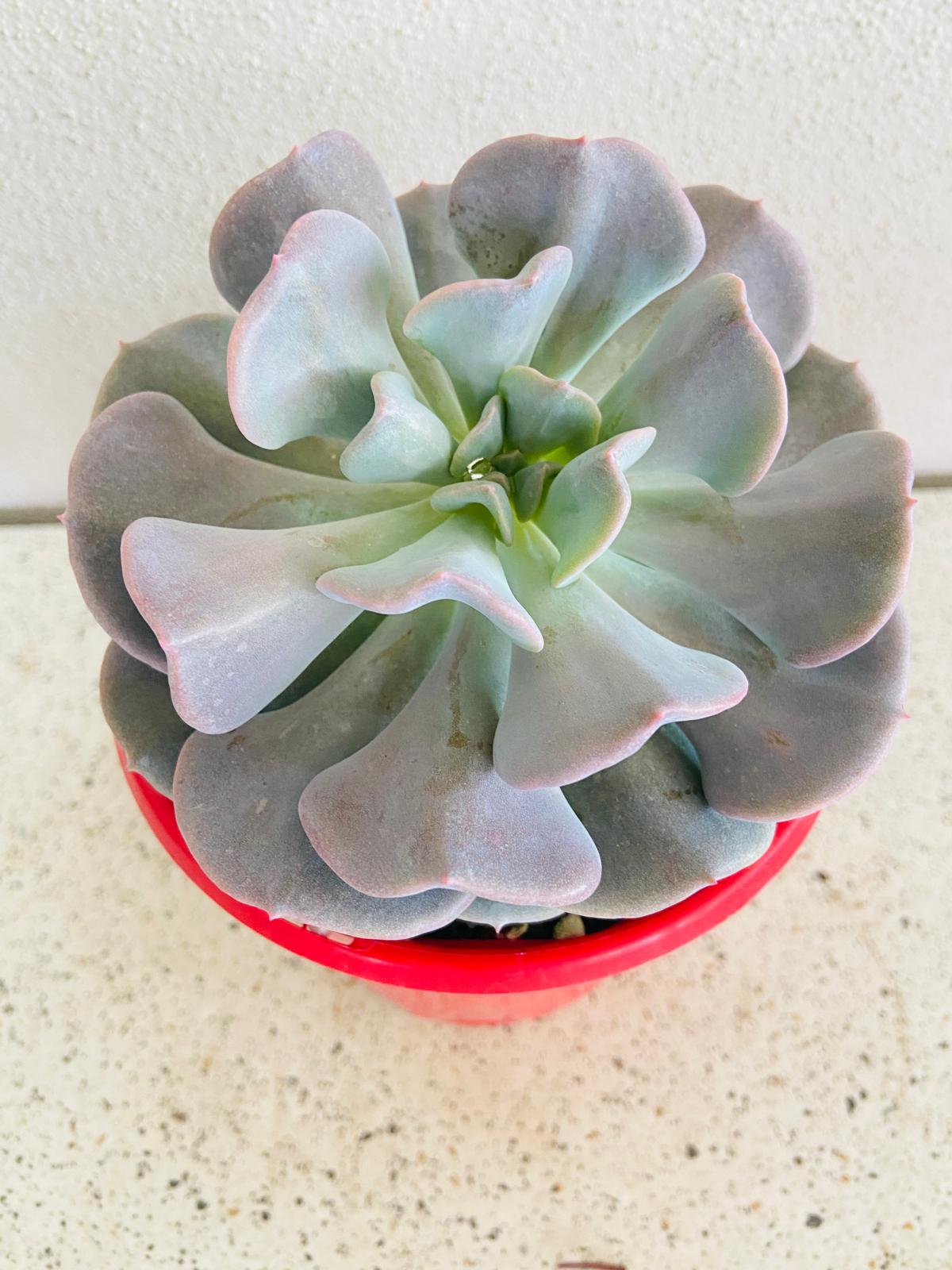Rare Echeveria Cubic Frost hybrid succulent plant for collectors