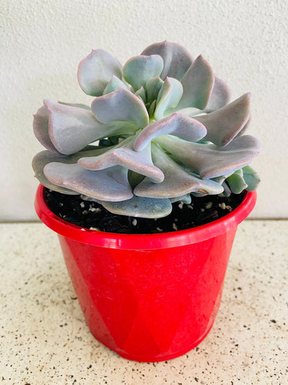 Close-up view of Echeveria Cubic Frost rosette with pastel coloured foliage