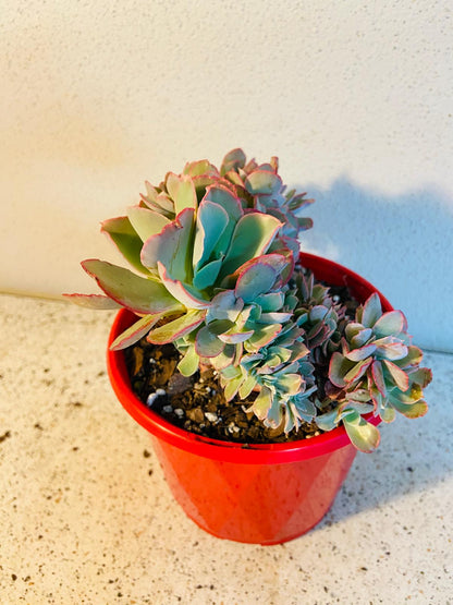 Close-up of ruffled blue-green leaves on Echeveria Curls