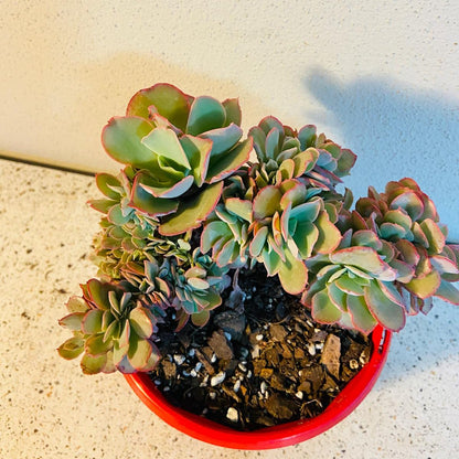 Fan-shaped Echeveria Curls Crested growth