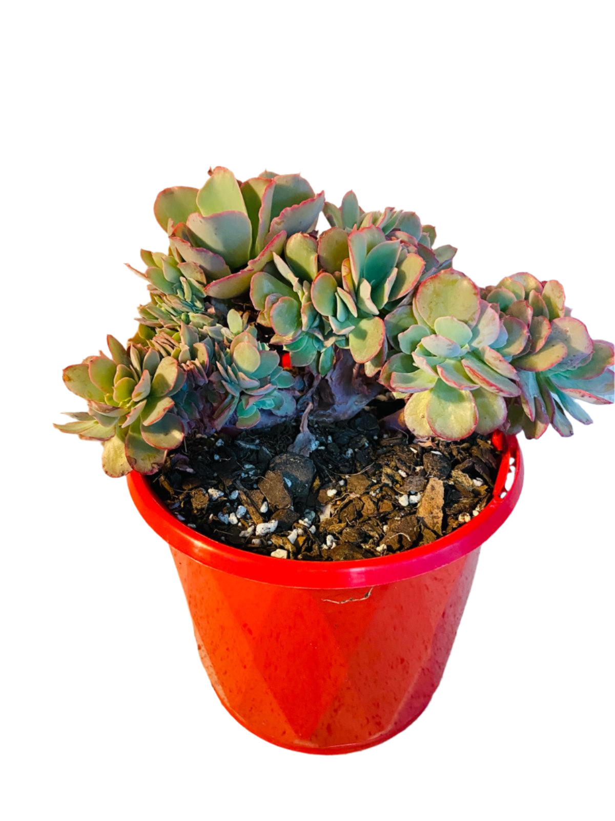 Echeveria Curls Crested succulent