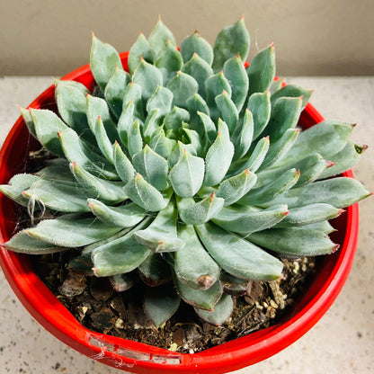 Echeveria  Deminuta X Nova  130mm My Store