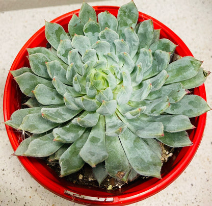 Echeveria ‘Deminuta × Nova’ succulent for sale in Australia