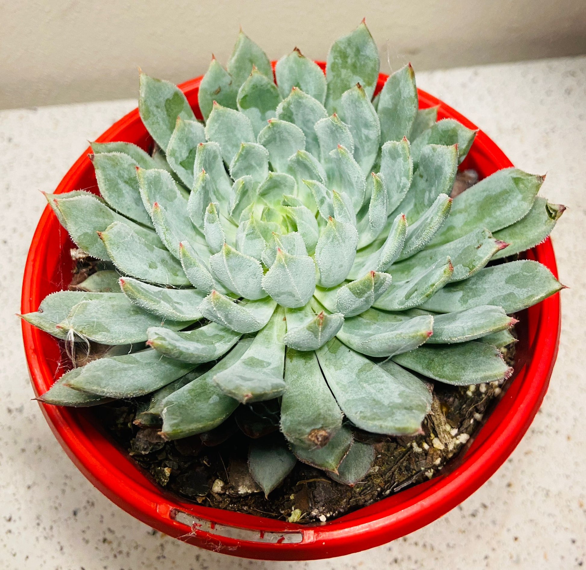 Blue-green Echeveria hybrid with soft pink and lavender leaf edges
