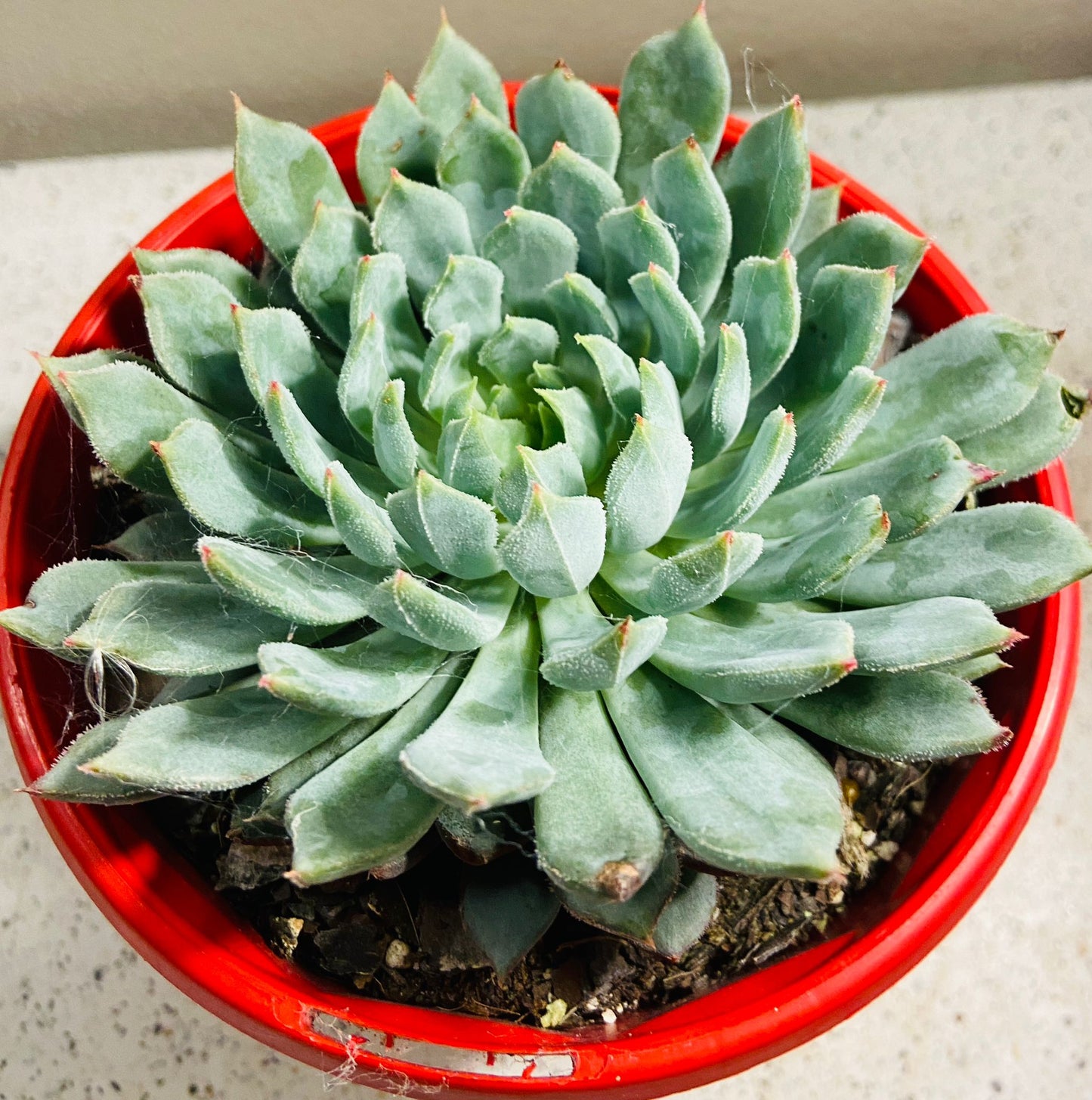 Close-up of the fleshy leaves of Echeveria ‘Deminuta × Nova’