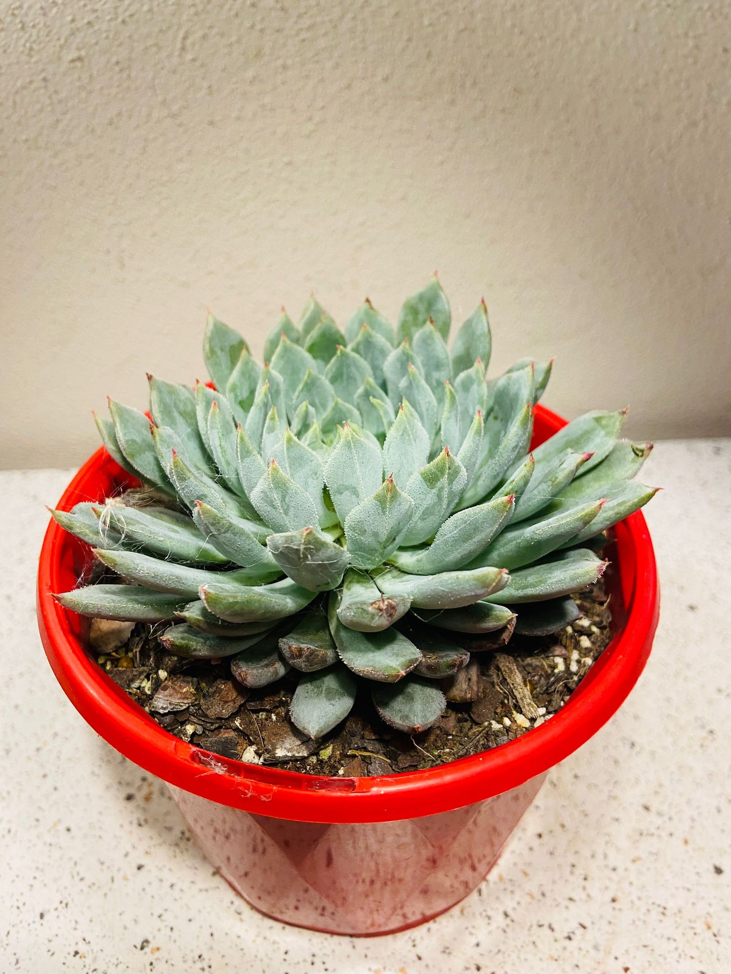 Echeveria  Deminuta X Nova  130mm My Store