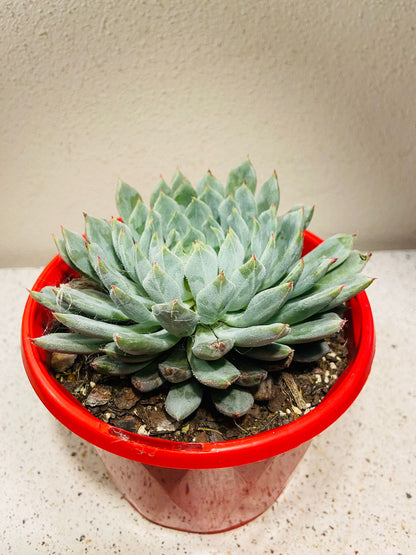 Echeveria  Deminuta X Nova  130mm My Store