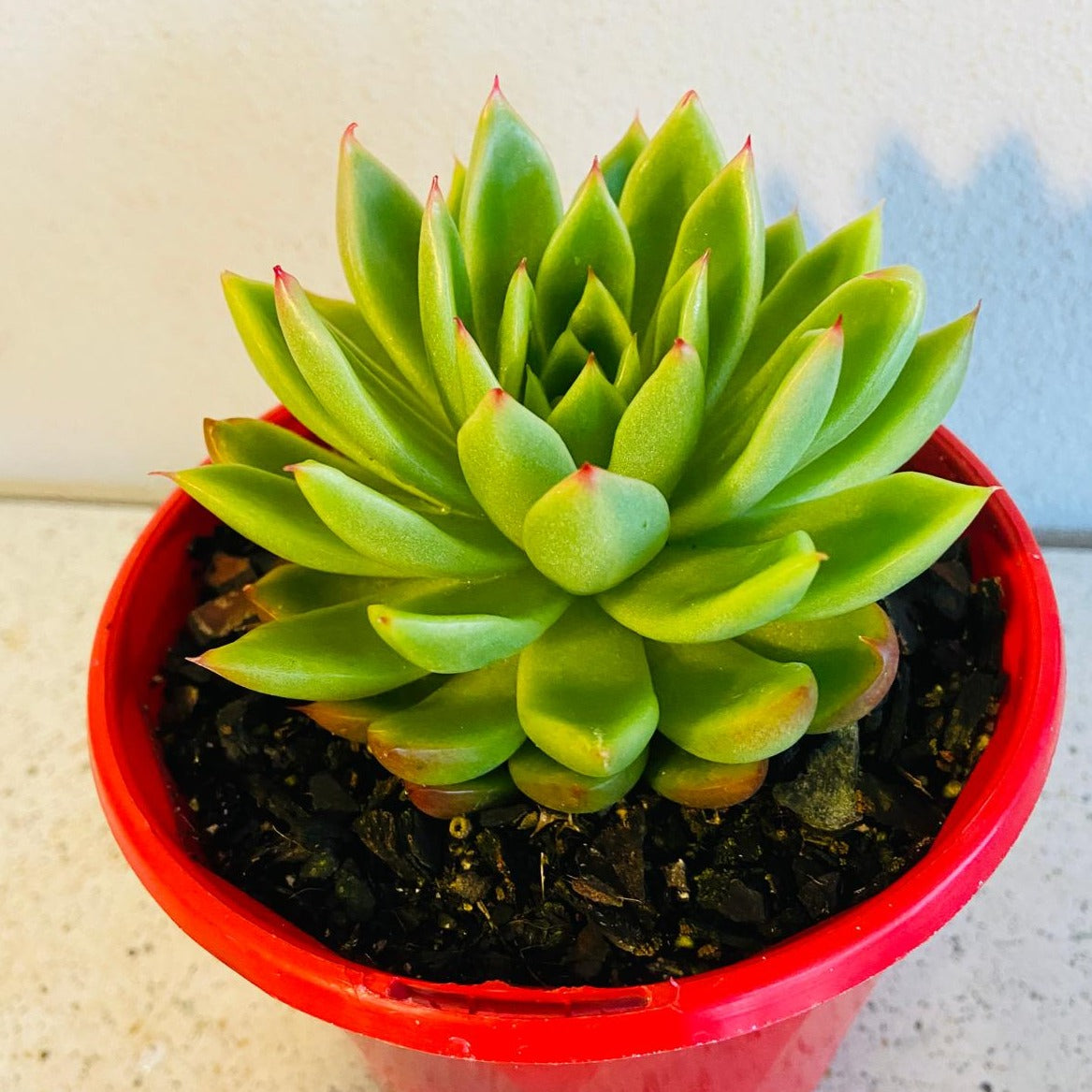 Echeveria Frank Reinelt succulent in a 130mm nursery pot
