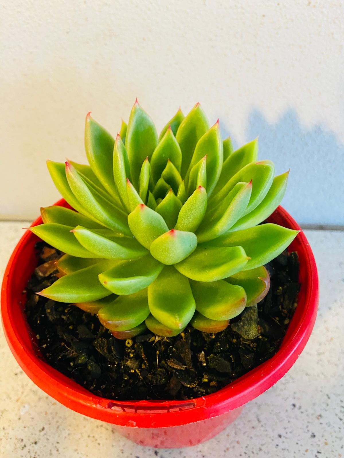 Close-up of the powdery pastel foliage of Echeveria Frank Reinelt