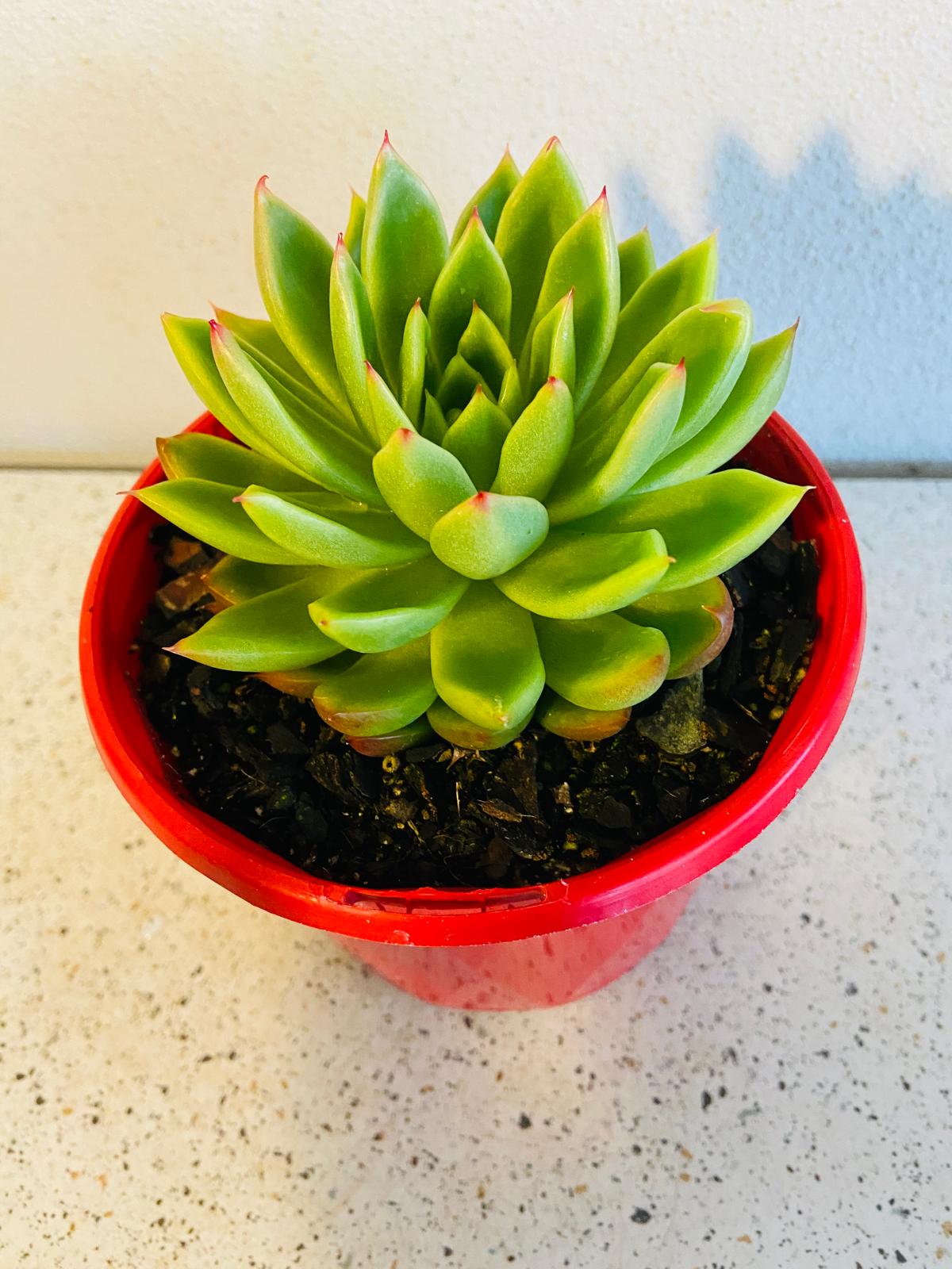 Blue green pink and silvery leaves of Echeveria Frank Reinelt