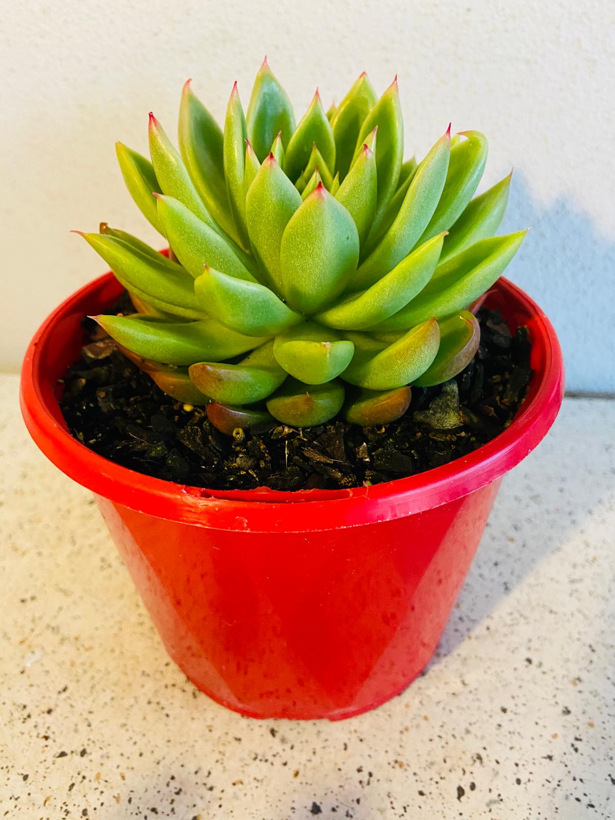 Echeveria Frank Reinelt with a compact pastel rosette