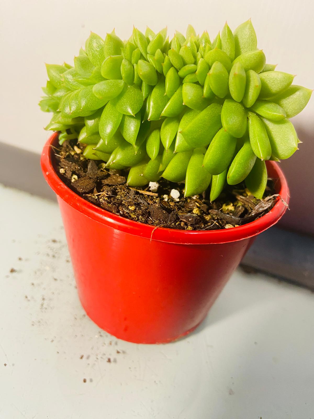 Echeveria 'Gilva' Crested #32 My Store