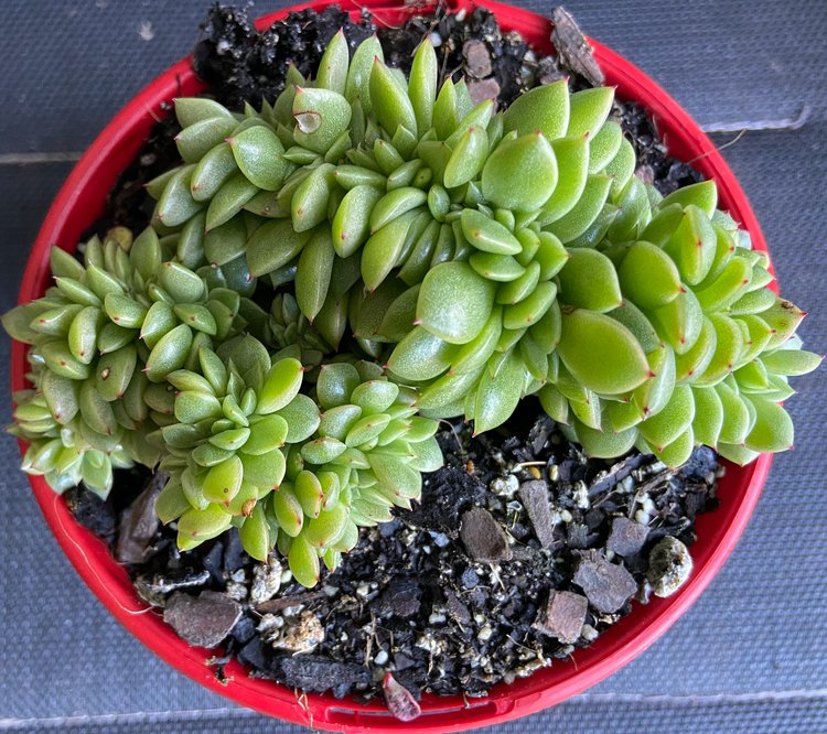 Crested fan-shaped growth of Echeveria Gilva